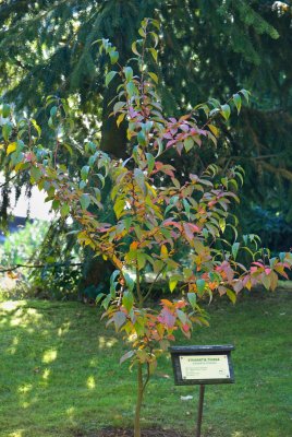 Stewartia sinensis - stevartie čínská - celek